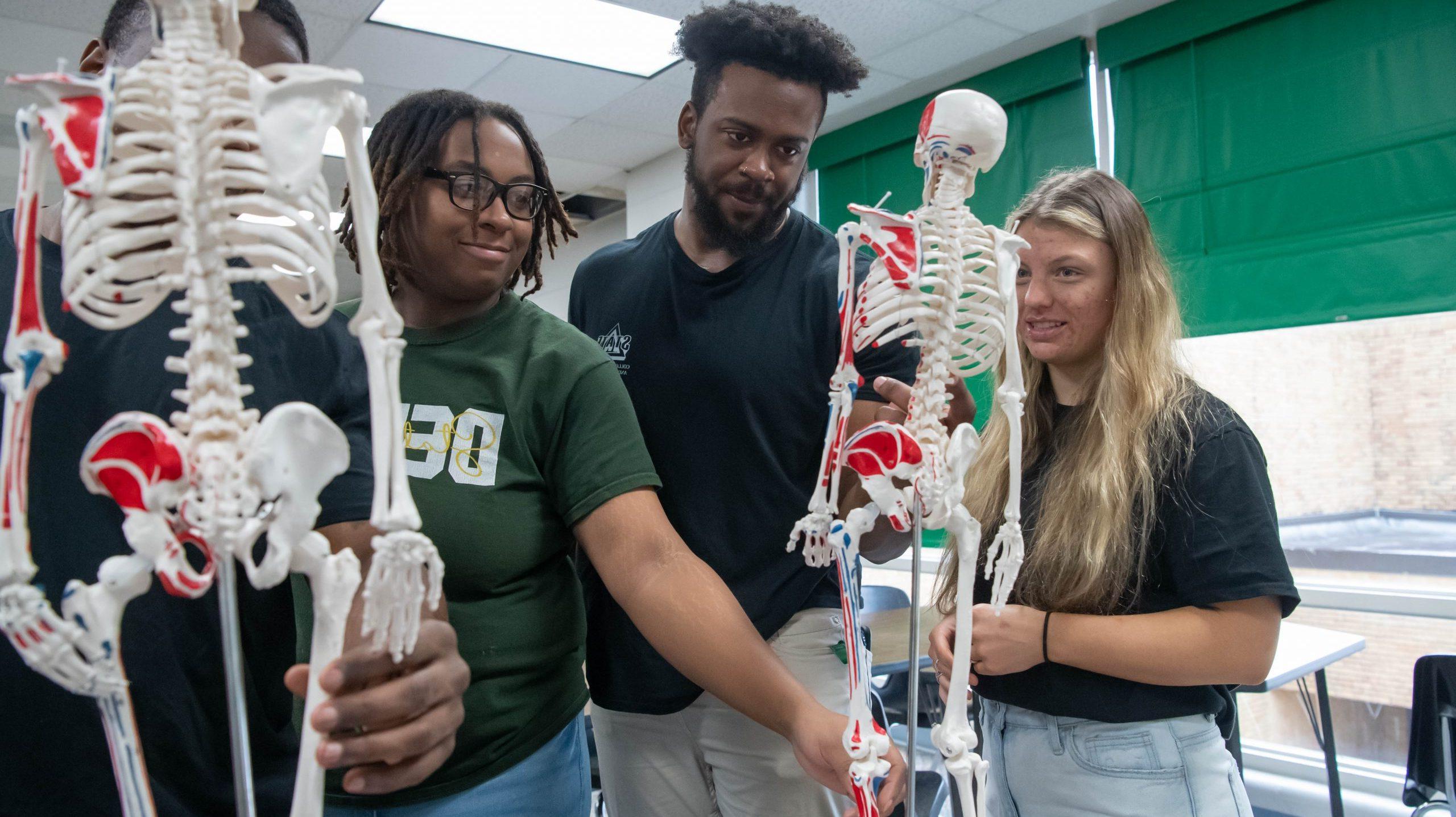 Four students examining human skeleton models sitting on a table.